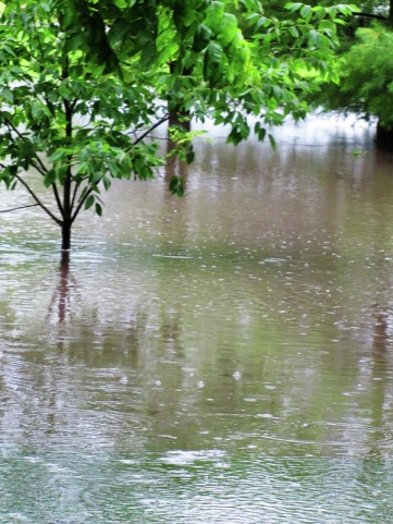 The front yard, under about a foot of water